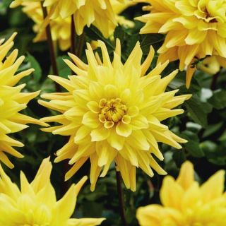 Yellow Vulcan Dahlia Thumbnail
